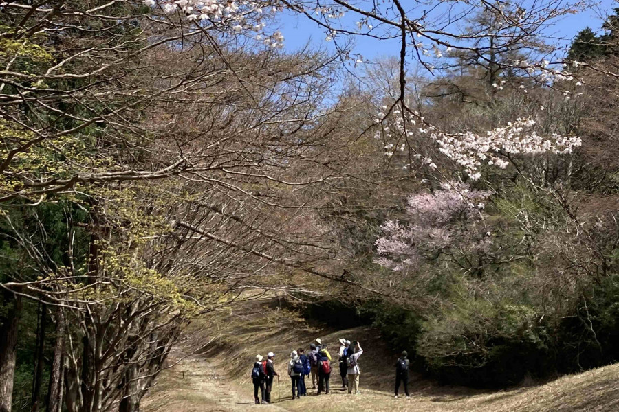 与志愿导览员同行的箱根徒步路线