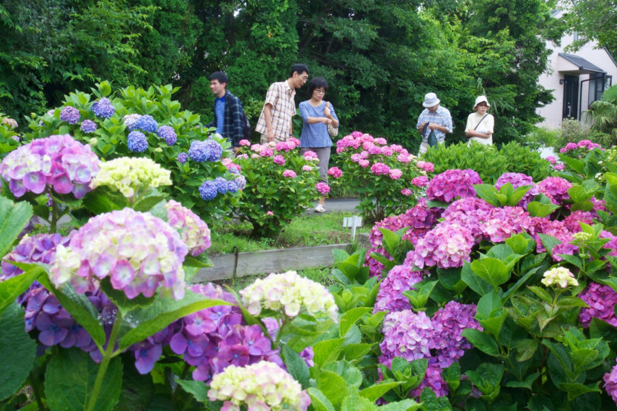 远藤紫阳花祭