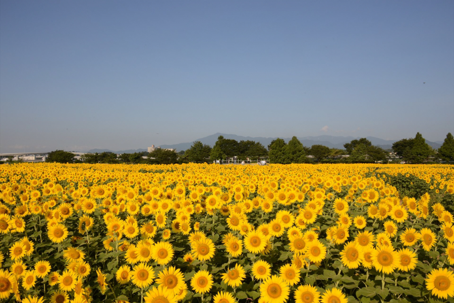 座間向日葵田