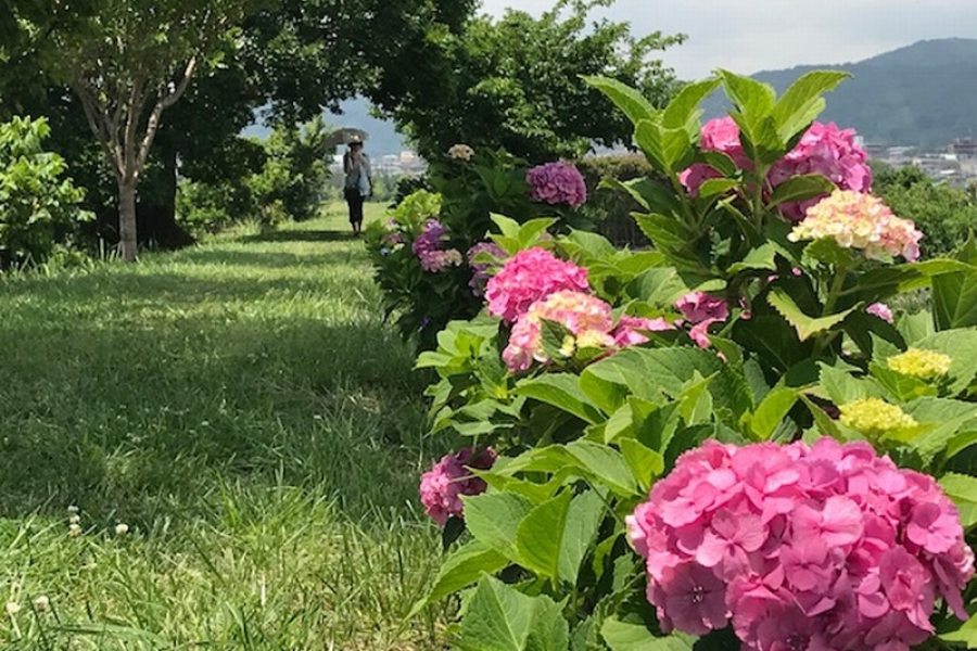 鹤卷绣球花散步小道