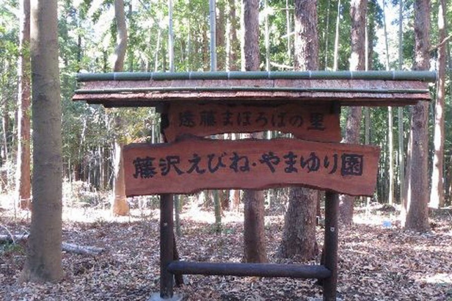 远藤 MAHOROBA的 藤泽虾脊兰·天香百合园