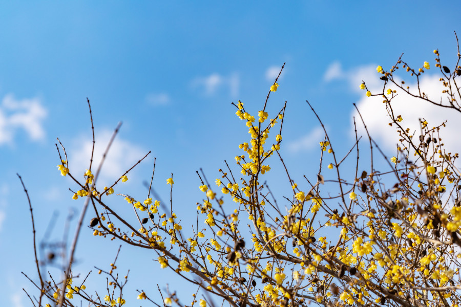 寄蜡梅园（寄蜡梅祭）