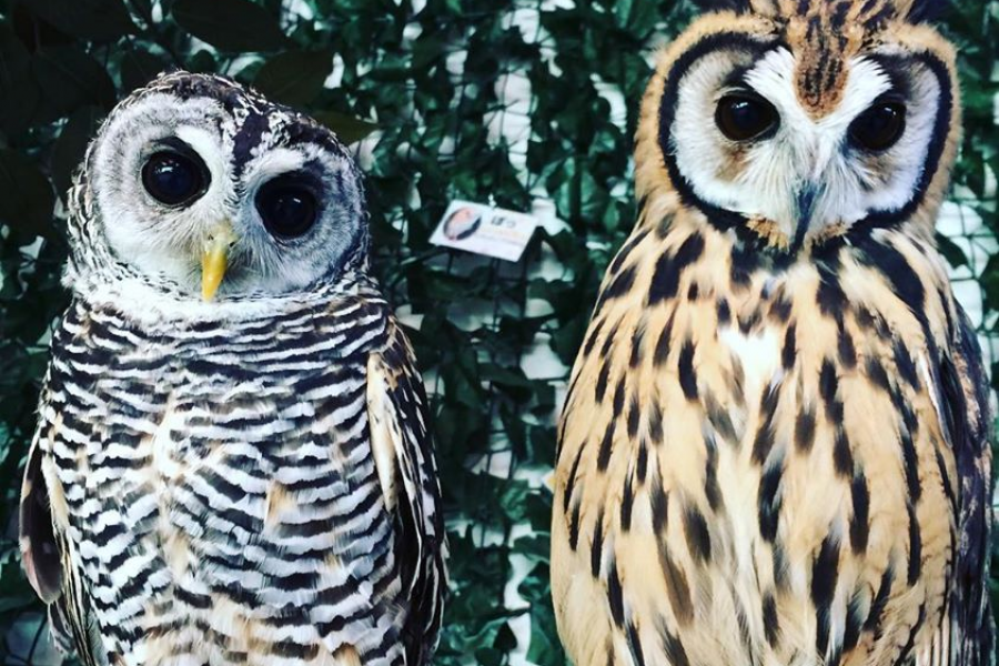 锥子咖啡馆湘南锥子公园