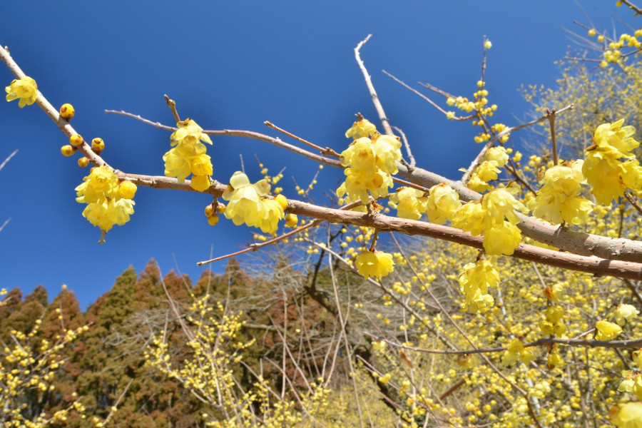 寄蜡梅园（寄蜡梅祭）