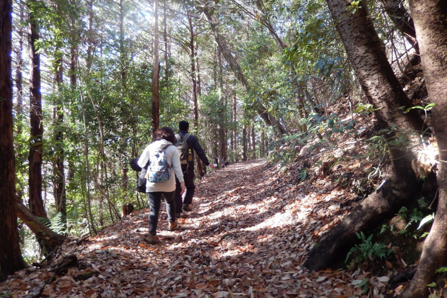 大山古道（坂本道）