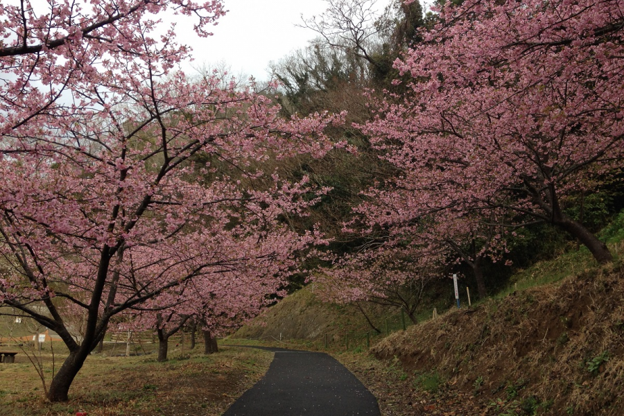 Radiant花之丘公园