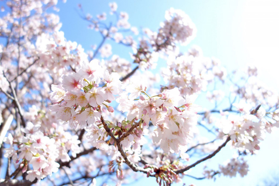 日比谷花坛大船花卉中心