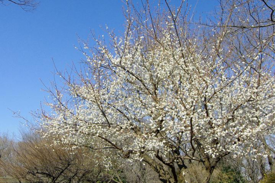 사가미하라키타공원