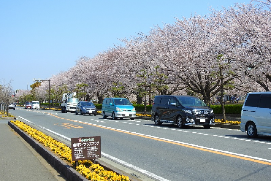 寒川中央公園旁邊的縣道（開運富士山景點：大鳥居和富士山）