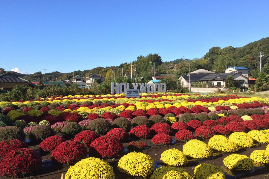 土屋笊篱菊花园