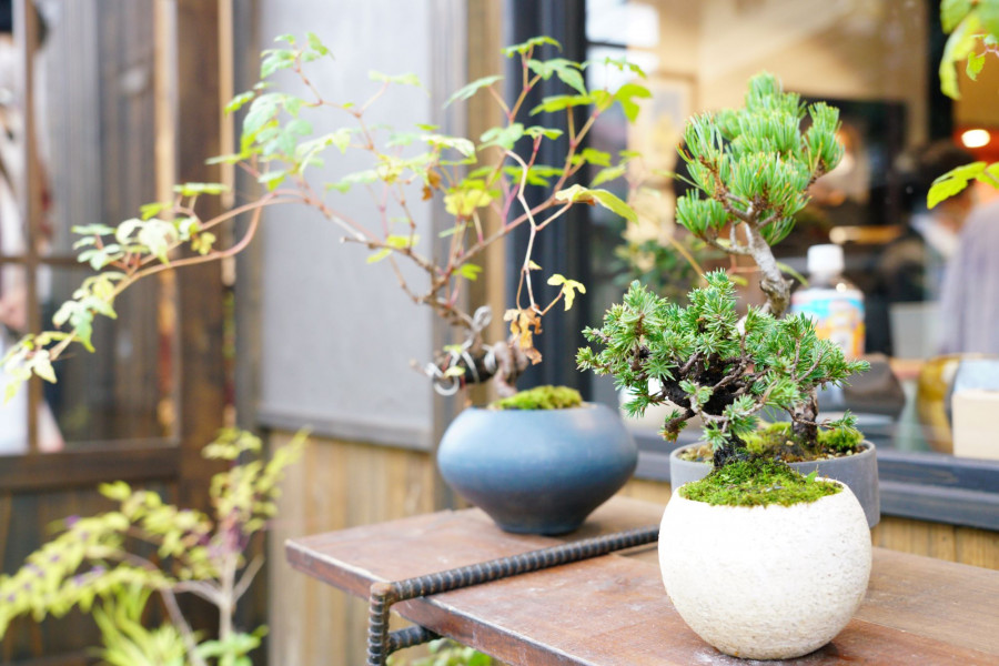 汤河原万叶子盆栽 树翠庵 