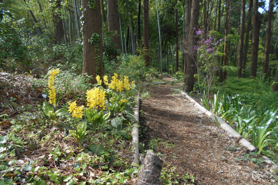 远藤 MAHOROBA的 藤泽虾脊兰·天香百合园