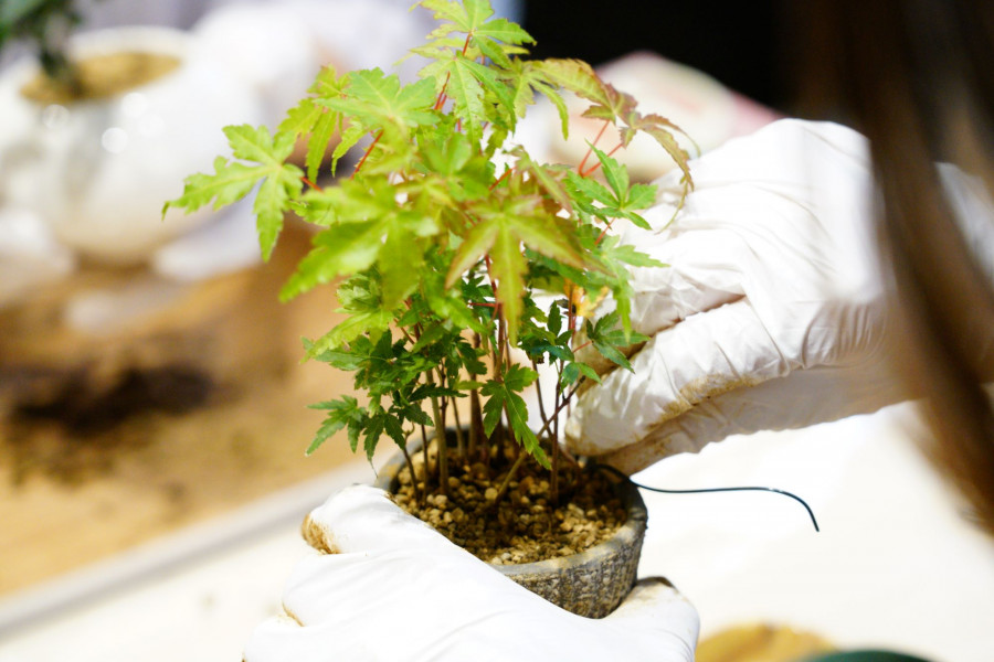 汤河原万叶子盆栽 树翠庵 