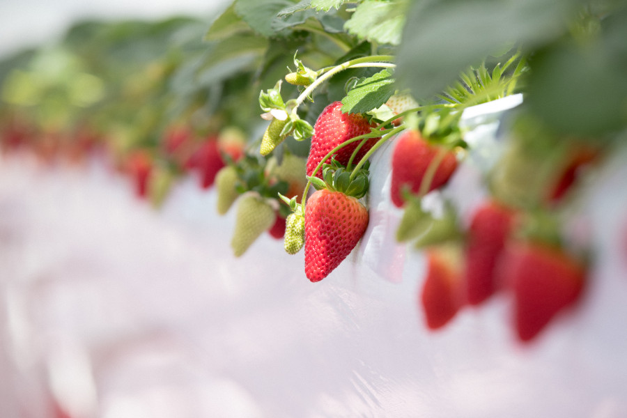横浜草莓公园（YOKOHAMA STRAWBERRY PARK）