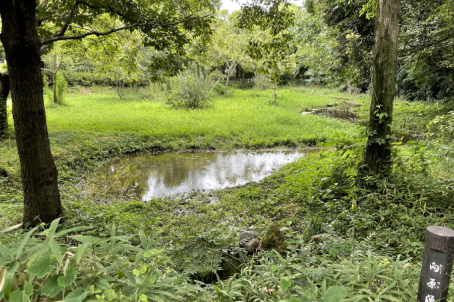 今泉萤火虫公园