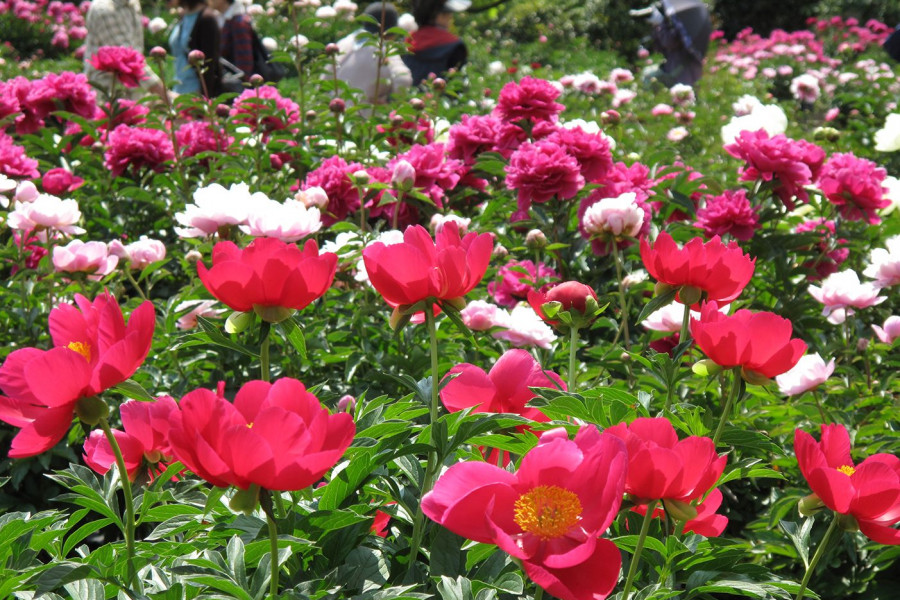 日比谷花坛大船花卉中心