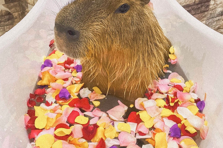 Animal Touch Minatomirai