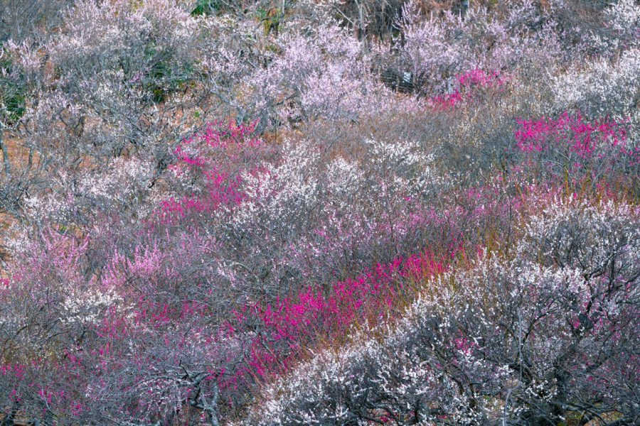 汤河原梅林「梅之宴」