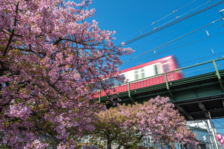 三浦海岸樱花节