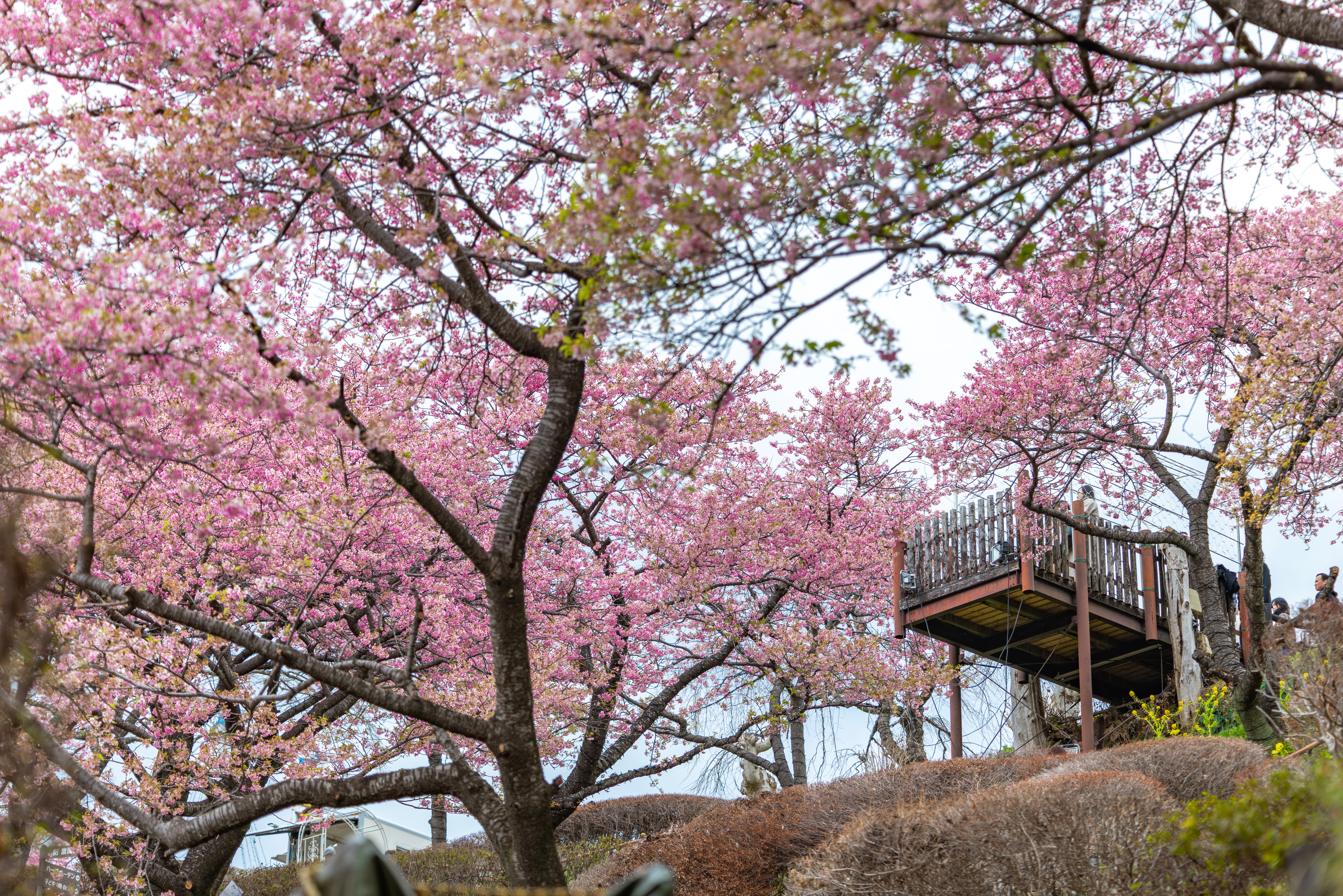 松田樱花节- 目的地- Visit Kanagawa