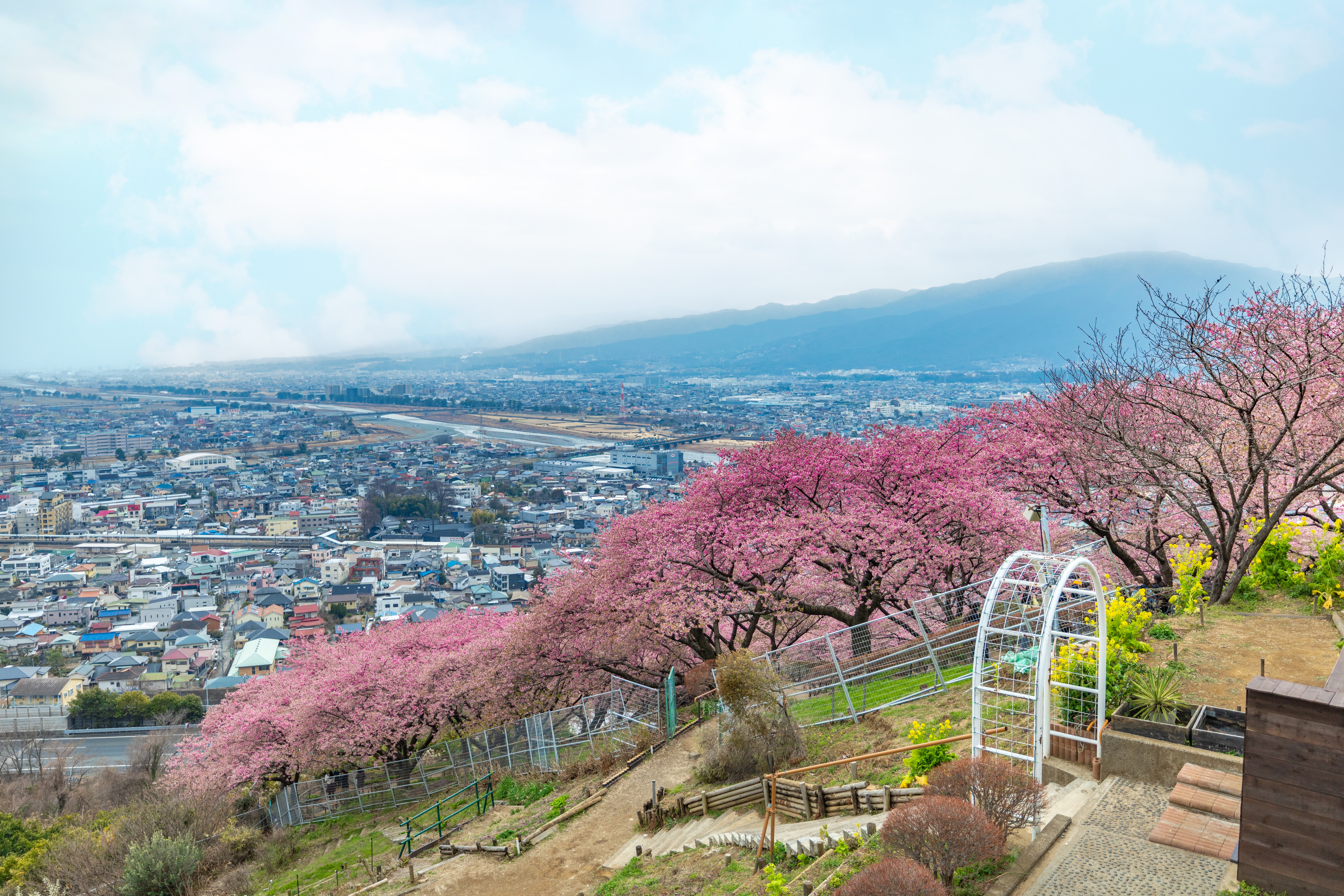 松田樱花节- 目的地- Visit Kanagawa